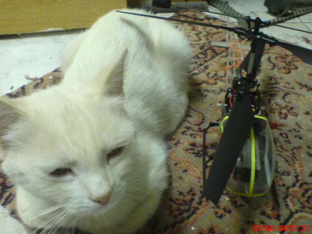 ����� ���� ��� �� ����� ��� ������ �� ������ �������