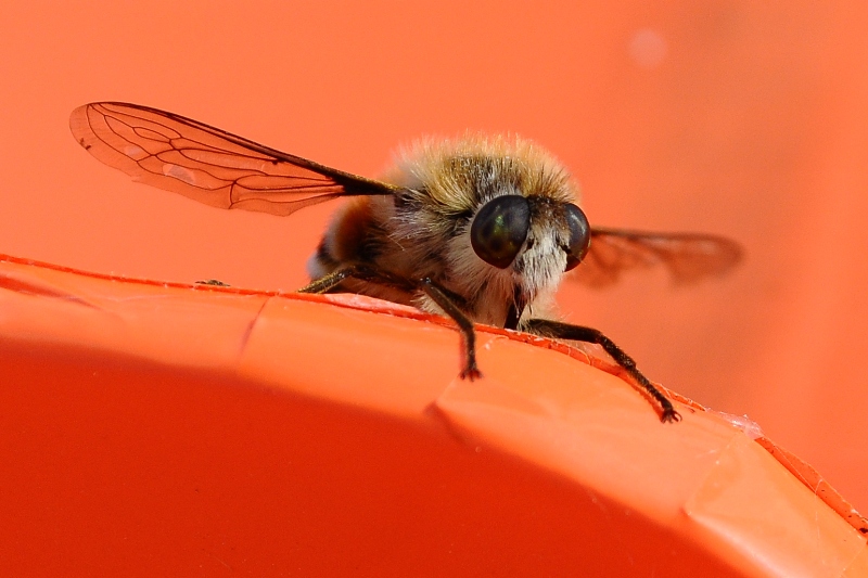 ����� ���� ��� �� ����� ��� ������ �� ������ �������