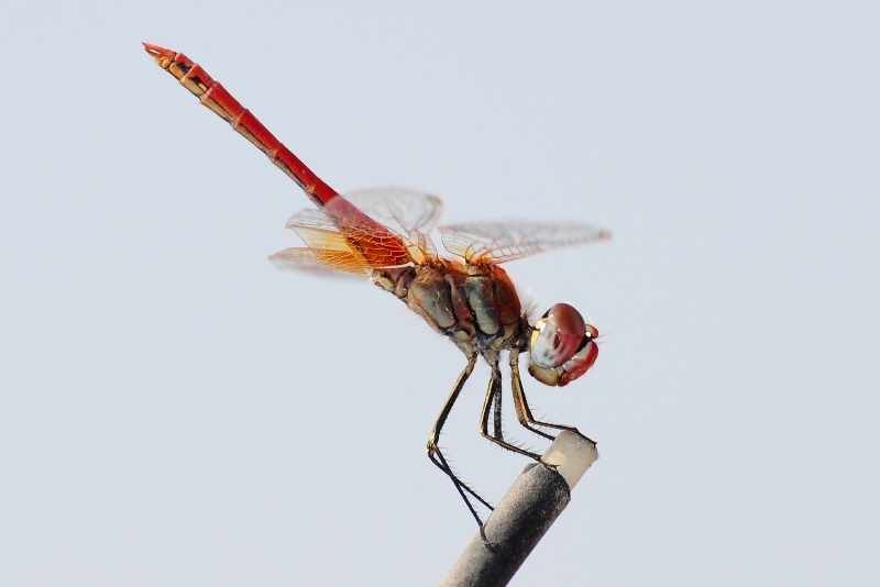 ����� ���� ��� �� ����� ��� ������ �� ������ �������