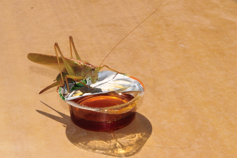 ����� ���� ��� �� ����� ��� ������ �� ������ �������