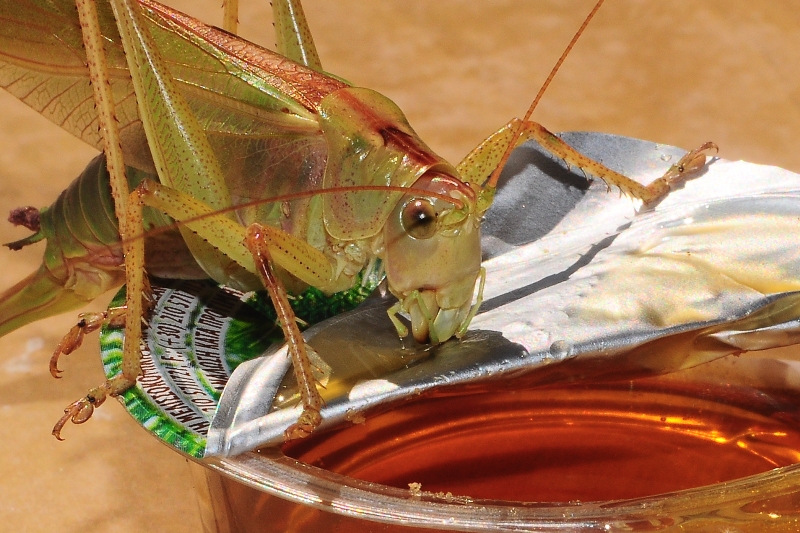 ����� ���� ��� �� ����� ��� ������ �� ������ �������