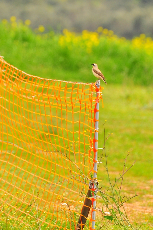 ����� ���� ��� �� ����� ��� ������ �� ������ �������