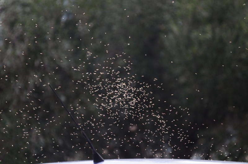 ����� ���� ��� �� ����� ��� ������ �� ������ �������