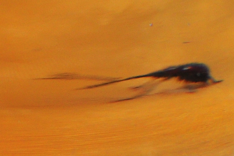 ����� ���� ��� �� ����� ��� ������ �� ������ �������