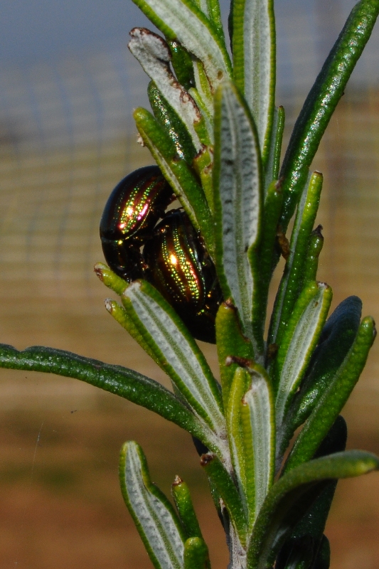 ����� ���� ��� �� ����� ��� ������ �� ������ �������