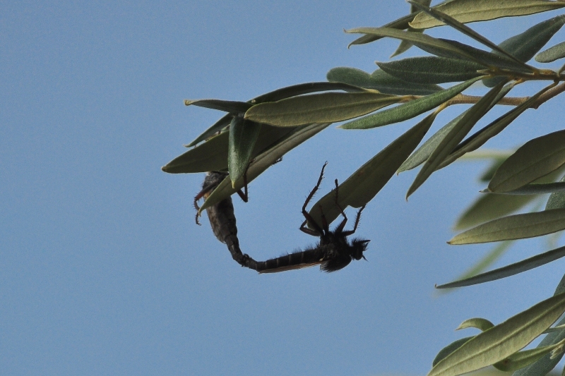 ����� ���� ��� �� ����� ��� ������ �� ������ �������