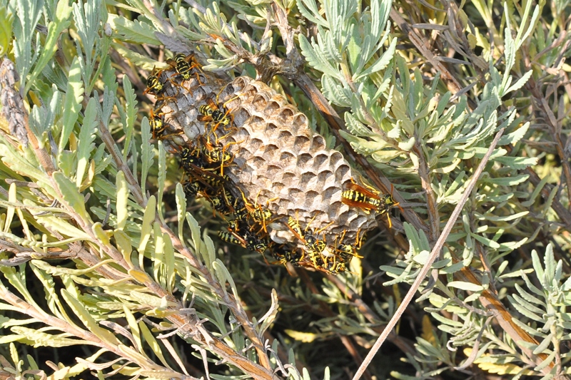 ����� ���� ��� �� ����� ��� ������ �� ������ �������