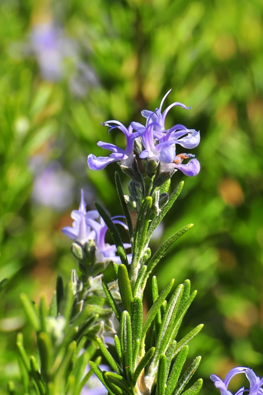 ����� ���� ��� �� ����� ��� ������ �� ������ �������