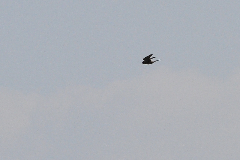 ����� ���� ��� �� ����� ��� ������ �� ������ �������