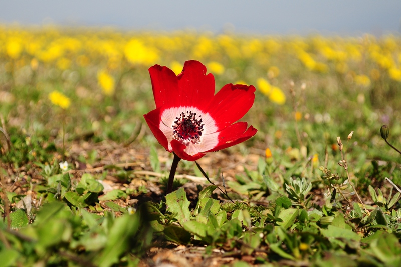 ����� ���� ��� �� ����� ��� ������ �� ������ �������