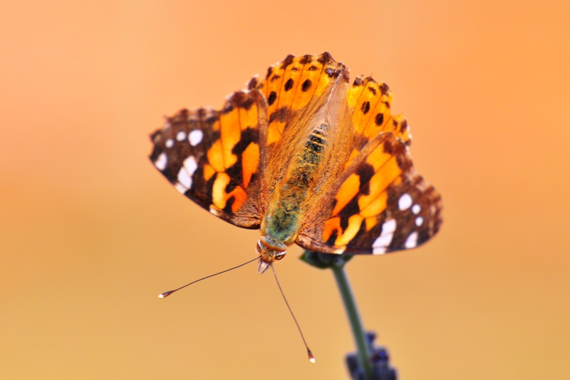 ����� ���� ��� �� ����� ��� ������ �� ������ �������