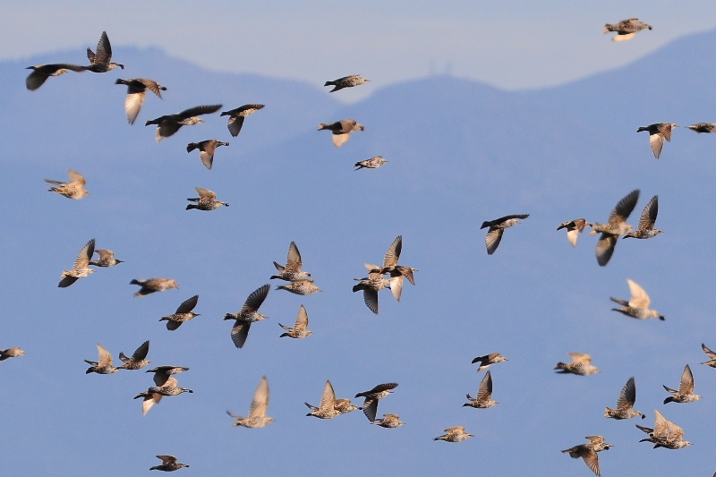 ����� ���� ��� �� ����� ��� ������ �� ������ �������