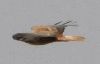 hawk_flight1.gif